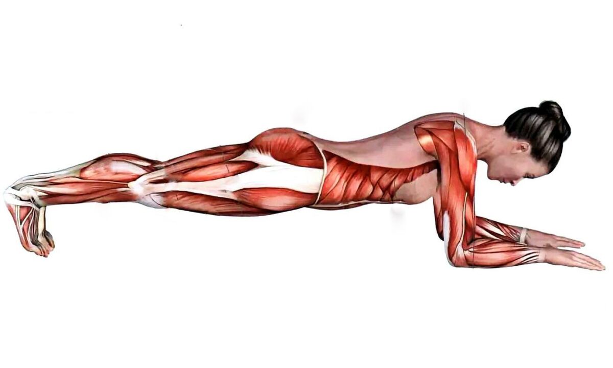 what muscles work when the plank